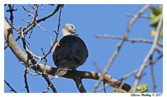Streptopelia decaocto