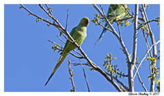 Psittacula krameri