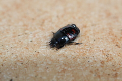 Hister quadrimaculatus