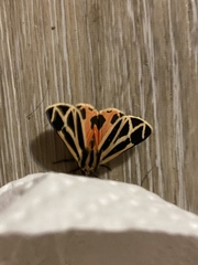 Apantesis parthenice