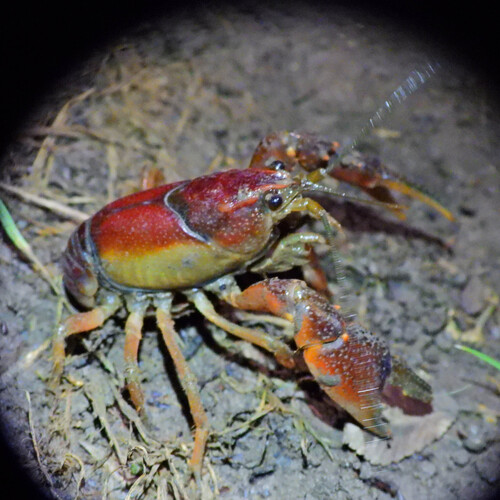 Parkhill Prairie Crayfish