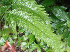 Tectaria phaeocaulis