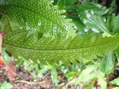 Tectaria phaeocaulis