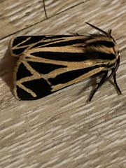 Apantesis parthenice