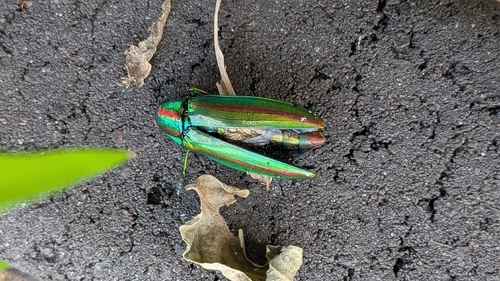 Japanese Jewel Beetle