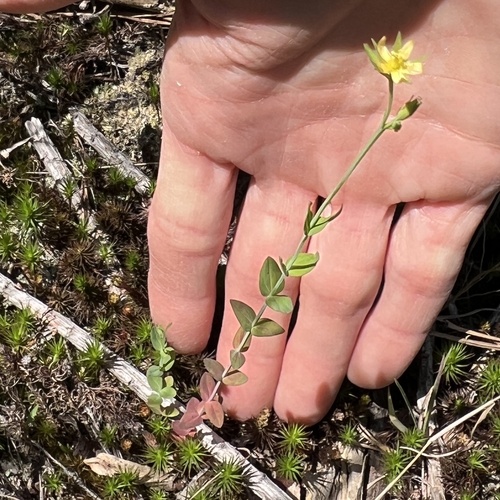 Claspingleaf St. Johnswort (Hypericum gymnanthum)