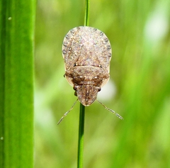 Sciocoris sideritidis