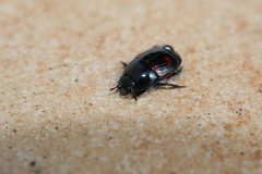 Hister quadrimaculatus