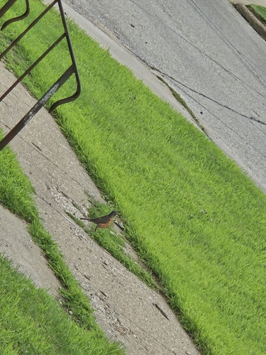 American Robin photographed in Iowa