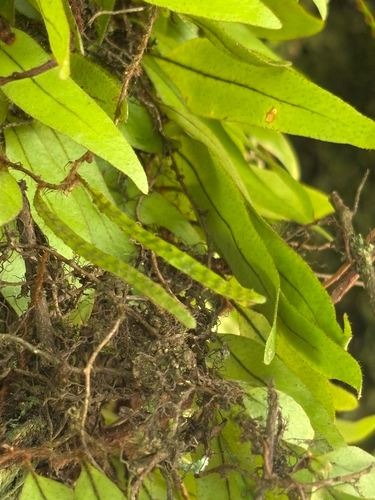 Microgramma reptans, photograph 4