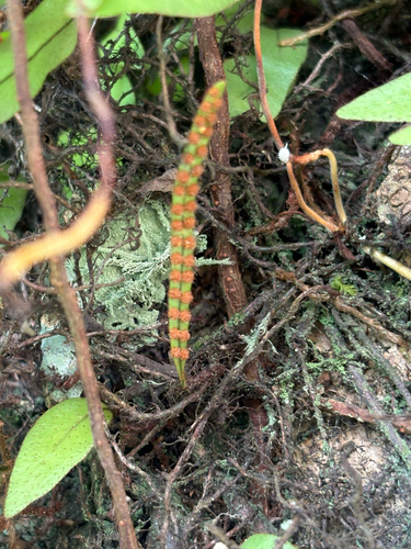 Microgramma reptans, photograph 2