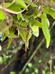 Microgramma reptans