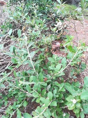 Brachylaena discolor