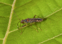 Neopamera neotropicalis
