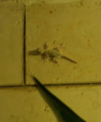 Ptyodactylus guttatus
