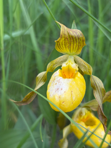 yellow lady's slipper