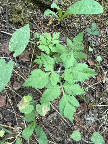 Osmorhiza depauperata, 2026-06-21