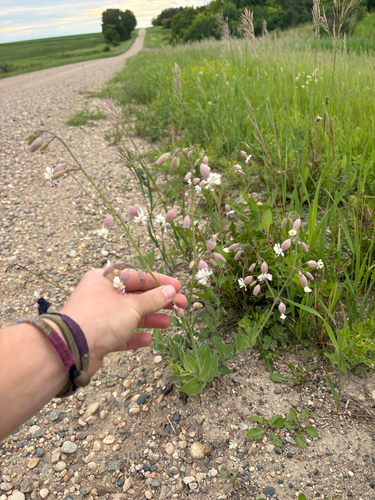 Balkan Catchfly