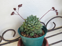 Echeveria purpusorum