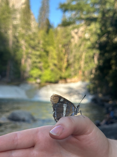 iNaturalist observation photo of California Sister