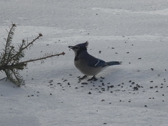 Cyanocitta cristata image