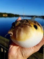 Sphoeroides maculatus