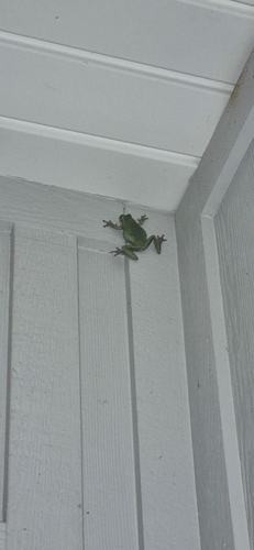Barking Tree Frog