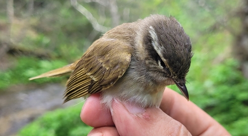 Sakhalin Leaf Warbler (Phylloscopus borealoides), photo 2