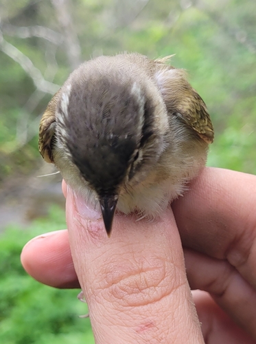 Sakhalin Leaf Warbler (Phylloscopus borealoides), photo 3