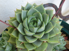 Echeveria purpusorum