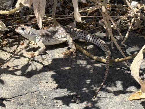 iNaturalist observation photo of Desert Iguana