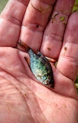 Centrarchus macropterus