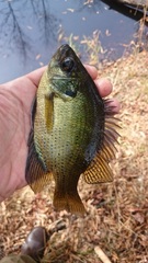 Centrarchus macropterus