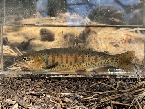 Lahontan Cutthroat Trout