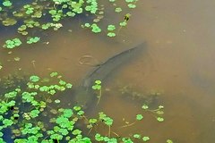 Channa argus