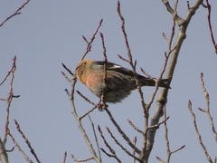 Loxia leucoptera image