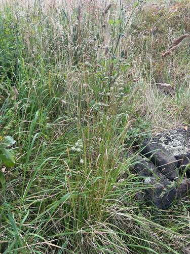 Dactylis glomerata observed 2026-06-21