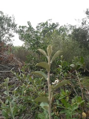 Brachylaena discolor