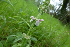 Stachys rigida