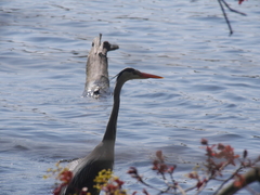Ardea cinerea