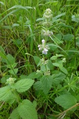 Stachys rigida