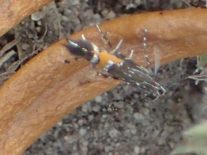 Cosmopterix mab