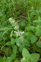 Stachys rigida