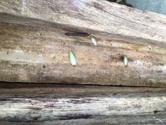 Panchlora thalassina