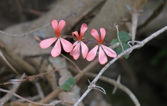 Pelargonium frutetorum