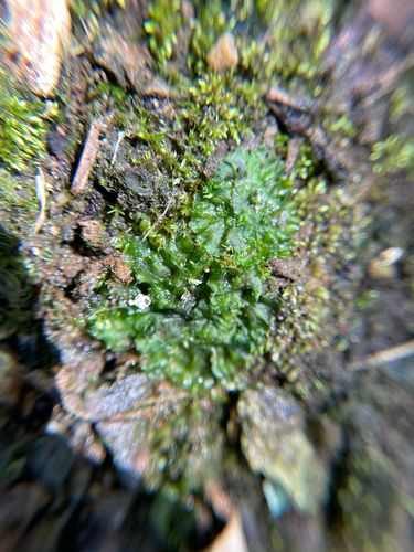 Anthoceros observed 2026-06-12