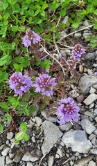 Veronica schmidtiana