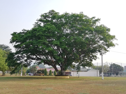 elephant ear tree