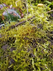 Dicranella rufescens