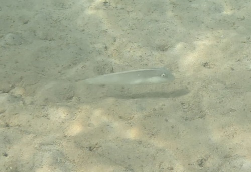 Cymolutes lecluse observed 2025-12-13